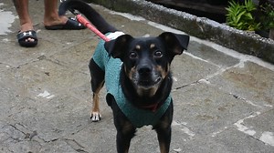 Good Evening from Brazil. Syd is still healing and doing well. The large hole that was full of maggots is closing. He will remain in the recovery area for a few more weeks until the wound is totally closed. He is a great guy. Loves playing with us but he is not so keen on male dogs. He was destined to die without help. Please donate to help other dogs like him. Donate via PayPal to dogsinbrazil20@hotmail.com | Dogs in Brazil