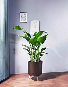 [Hot Item] Planters for Outdoor Plants Minimalist Style Large Round Flower Pot Decorative Plastic Pots for Plants Outdoor Indoor (ZJ-04-3)