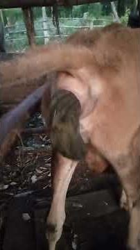 Cow Pooping video #cow #cowmanure #cowpoop #poop #farming #cowwaste #animals #pooping #farmlife