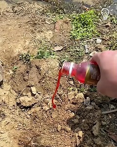 Easy scent hack to catch more fish! | Sri Parisaramma Agri Solution