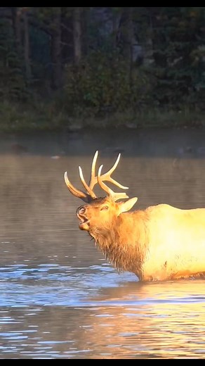 Bull elk will urinate themselves to attract females. Nature's Cologne! #bullelk #elk #elkrut #weirdfacts #gross #estespark #estesparkelk #estesparkcolorado #colorado #coloradowildlife #coloradoelk #wildlife #wildlifevideos #wildlifereels #naturereels #naturevideo #reels #fbreels #reelsfb #foryou | Colorado Adventures