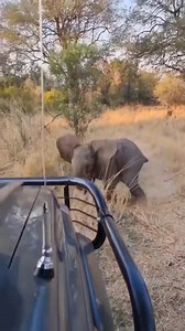 #surprise 🤩 yourself #everyday with your 🩶 own #courage 🦸‍♂️” #baby 👶🏽#elephant 🐘 Practcing his charge 💥 So #cute 😍 #Tino #strong 🐘💚💛🩵💪 #Amen 🙏 | Sweet Tino Bebes Journey Familia & Beyond