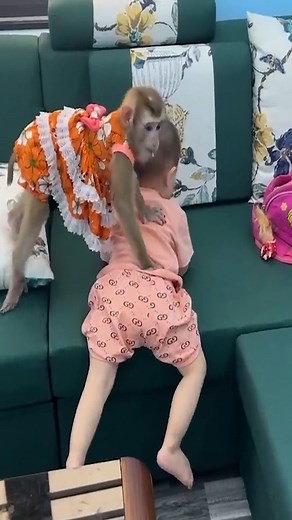 Monkey Hair Red and baby Diem and family | A Bi Monkey