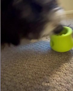 @bernedoodkai enjoying his first Toppl treat 😋 | WEST PAW