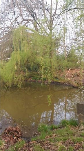 spring time ⏲️ ✨️ 💜 😌 💕 😪