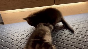 Wrestlemania with Coco and Puff. The babies are available via Saving Grace Rescue Inc and are located in Daly City, California! | Kanga Roo