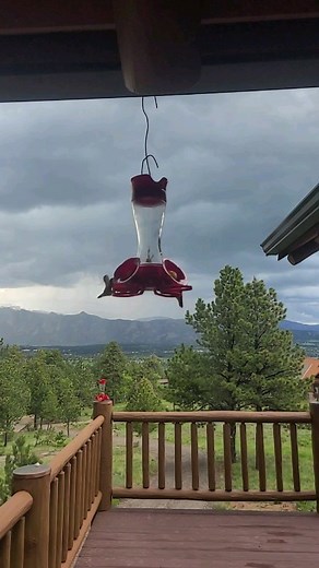 #slowmotion #slowmo #hummingbirds #estespark #colorfulcolorado #superslowmo #superslowmotion #hummingbirdfeeder #hummingbird | Michael Garfield