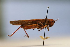 Rocky Mountain locust - Alchetron, The Free Social Encyclopedia