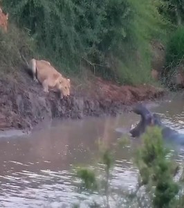 Hippos confiscate the carcass | Earth Cam