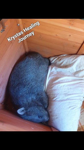 #WombatWednesday #WildlifeMatters #wombat Lisa Mack | LnLz Wildlife Care & Rescue