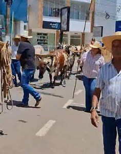 1.6K views · 20 reactions |  14° Encontro de Carro de Boi - Nova...