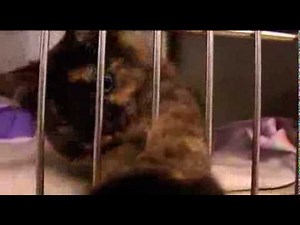 CNY SPCA is full - slashes pet adoption fees by half