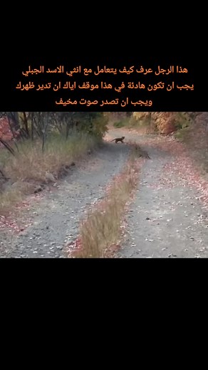 كيف تتعامل مع أنثى الأسد الجبلي