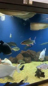 20K views · 605 reactions | I ❤ MY JOB! Come along on an amazing journey into the coolest personal fish room on the planet!!! #monsterfish #monsterfishkeepers #catfish #arapiama #cichlids #fishtanksofinstagram #fishtank #poolpond #monstertank #ilovemyjob #ohiofishrescue | Greg Wittstock the Pond Guy | Facebook