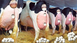 53K views · 872 reactions | Incredible modern cow & pig processing technology | Amazing Food Taste | Facebook