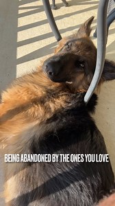 Meet Penny our German Shepherd we recently rescued 🐾❤️🐾 #rescue #germanshepherd #sadiethesableshepherd | Sadie the sable shepherd