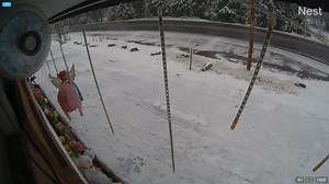 Live Webcam Arnold, CA, USA