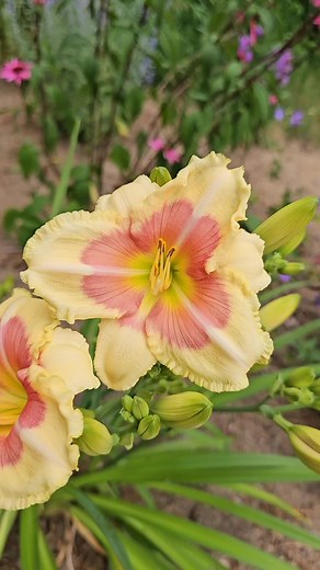 When My Sweetheart Returns Daylily | Summer Garden Beauty