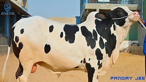 94 reactions | THIS BEAUTY AWAKEN YOUR SOUL PERFECT IN THE PATTERNS ❣️ PANDAY JEE SUBHAN ALLAH  ANOTHER MESMERISING BEAUTY FROM ALPHA CATTLE FARM #Alphacattlefarm #season2023 | Pakistan cattle market | Facebook