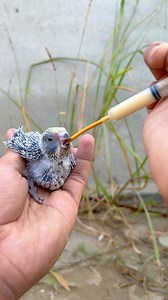 31K views · 5.6K reactions | Feeding baby parrot | Birds Lover | Facebook