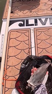 You don't need A LOT of lures. You need THE RIGHT lures! There are 2 types of lures you can use for inshore fishing anywhere in the country. First, a shrimp imitation because everything eats shrimp. Second, a small paddletail because they are versatile and can be fished many different ways...fast, slow, shallow, or deep. What's your GO-TO lure when the bites get tough? | Salt Strong