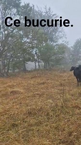 13K views · 995 reactions | ️ **În sfârșit, a venit ploaia!** ️...