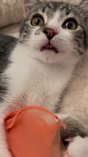 BABY JOCELYN, AVAILABLE FOR ADOPTION NOW I rescued her along with her two siblings in Flushing earlier this summer. They're all now fixed and fully vetted. To apply: www.paulthecatguy.com/adopt #kitten #kittensofinstagram #rescuekitty #adopt #adoptdontshop #rescueacattoday #addictedtorescue #flushing #queens #nyc #ptcg #paulthecatguy | Paul The Cat Guy