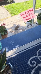 George the Hoarding Squirrel #passionatepaintedlady #farmlife #Squirrel #hoarder #peanutlover | The Passionate Painted Lady