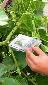 19K views · 46 reactions | Farklı şekilli sebzeler nasıl yetiştirilir  | 5 Dakikada Hallet Kızlar | Facebook