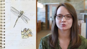 507 reactions · 78 shares | Develop the art and observation skills to improve your nature journaling experience! | Cornell Lab of Ornithology | Facebook