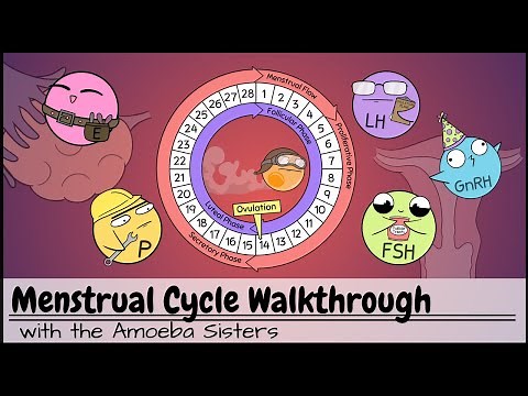 Menstrual Cycle Walkthrough: Phases & Hormonal Regulation