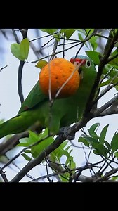 Wild Parakeet 🥦🥦 #wild #beautifulcreatures #foryou #foryou #foryoupage #foryou #reels #reel #reelsinstagram #Foryou | MB Birds Farm