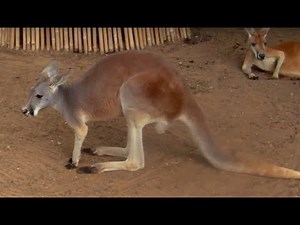 ANIMAL ADVENTURE - Learn ABC Alphabet
