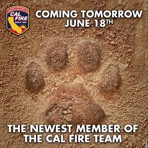 Our newest member to the CAL FIRE team is finally being announced tomorrow! Check back for the big reveal! http://www.readyforwildfire.org/Fun-at-the-Capitol-June-18-2019/ | CAL FIRE