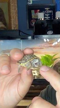 Baby Ornate Box Turtle!🐢 #ornateboxturtle #boxturtle #turtle #turtles #reptiles #cuteanimals #fyp