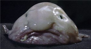 What Is a Blobfish? The Lovably Ugly Fish