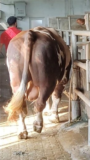 Massive Bull Enter the Breeding Zone!🐂🔥 #shorts