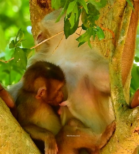 32K views · 407 reactions | WOw change milk bars quickly when best mom still wean even having baby in belly | Wild Monkey Zone | Facebook