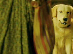 3.6M views · 224K reactions | Valatty Full Movie In Hindi Dubbed HD | Sunny Wayne | Raveena Ravi | Valatty Movie's facts & Details Part-12 #BMW #fypシ゚viralシ #fypシviralシ2024 #fb #fbreelsviral #everyone # #dontjudgeabookbythecoversouth #Superhit2024 #fypシviralシ2024 @highlight. #southmovie #southindianmovie | Best movies | Facebook