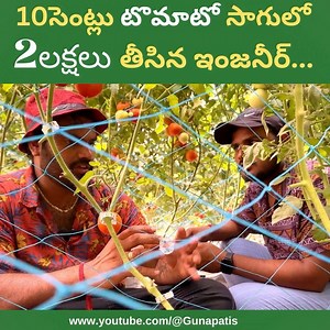 Green Meadow farms Tomatoes farming success story in poly house #smartfarming #agribusiness #marketing #agriculture #trending #agribusiness #gunapatis #nellore #farming #trendingreels #trendingshorts #viral #tomato #trend #tomatoes #smartagriculture #horticulture #precisionfarming #staking #retail #vegetables #youngminds #youngfarmers #yt #ytshorts #ytviral #ytshort #ytshortsindia #technology #tech #organicfarming #organic #latest #greenmeadowfarms #gunapatis #polyhouse #polyhousefarming #tomato