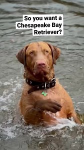 Still want one_ 😂 #chesapeakebayretriever #chessie | Chesapeake Bay Retriever