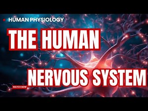 The Human Nervous System Explained! 🧠