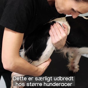 Få 20% rabat på alle størrelser Movoflex i dag! Hvorfor bør din hund have Movoflex? Fordi det er den bedste måde at undgå ledproblemer. Movoflex markerer næste generation inden for ledsupport til hunde, og takket være den unikke kombination af krillmel og æggeskalsmembran kan du allerede efter 1-2 uger se de første forbedringer i din hunds led og mobilitet. Giv din hund den støtte og bevægelsesfrihed den fortjener med Movoflex! store.dk.virbac.com/movoflex / Team Virbac | Virbac