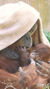 We dare you to name a more precious duo than Tua and baby Jambi 💕 | Philadelphia Zoo