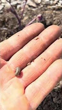 Cutworms: The Hidden Threat to Your Seedlings