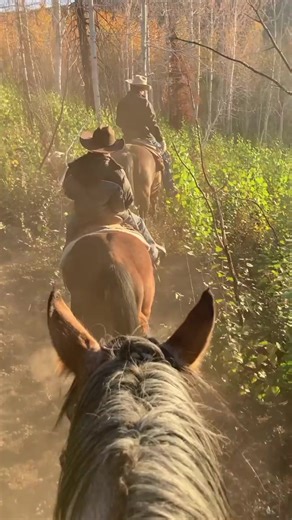 15K views · 536 reactions | The fall views on the ranch are hard to beat, especially the high country views. I made this reel a little over 2 years ago. It was my first one to ever get over 1 million views! | Rancher Ryan | Facebook
