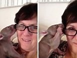 Cheeky baby wombat STEALS carer's glasses right off her face