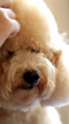 1.3K views |  During a dog bath, the dog is typically wetted with...