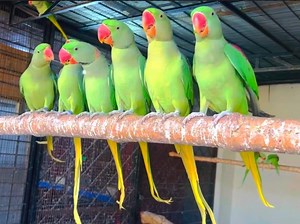 Indian Alexander Parrot Farm | Beautiful Smart Alexandrine Raw Parrots Dancing | Parrot Natural Video #alexanderparrot #feedingtime #parrotvideo #alexanderparrot #feedingtime #parrot #parrotvideo #parrot #parrots #Top10indianparrot #indianringneckparrots #indianparrots #parrotstalking #ringneckparrot #parrotvideo #parrottalking #talkingparrot #indianringneckparrot #parrotvoice #dancingparrot #WildBirds #WildBirdsBD #wildbirds #WildBirdsBDvideo #WildBirdVideo #AlexandrineParrot #AlexandrineParrot