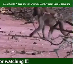 Lions Climb A Tree Try To Save Baby Monkey From Leopard Hunting | Animal Channel Videos | Facebook